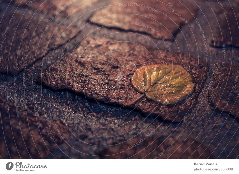 Herbstpflaster Blatt nass Kopfsteinpflaster Pflastersteine Stadtzentrum gelb blau schwarz braun Herbstlaub Fuge Strukturen & Formen Blattadern Unschärfe platt