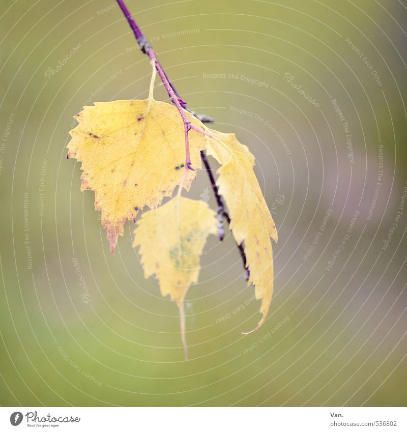 Wir hängen hier nur so rum Natur Pflanze Herbst Baum Blatt Zweig Birke gelb grün welk Farbfoto Gedeckte Farben Außenaufnahme Nahaufnahme Menschenleer