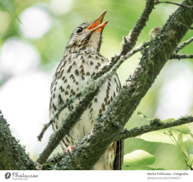 Zwitschernde Singdrossel im Baum Songdrossel Turdus philomelos Drossel Kopf Auge Schnabel Federn Flügel Gefieder Tier Wildtier Vogel Wildvogel Singvogel Natur