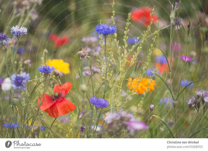 Mohn, Kornblumen und Ringelblumen im Garten Mohnblumen Insektenfreundlich Blumen Bienenfutter Blüte Mohnblüten Mohnliebe Papaver rhoeas Klatschmohn Sommer