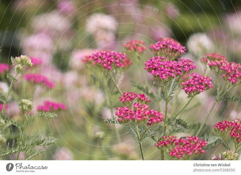 rosafarbene Schafgarbe im Garten Achillea pink Blüte Pflanze Blume Natur Sommer Blühend schön natürlich Nahaufnahme Unschärfe Heilpflanzen