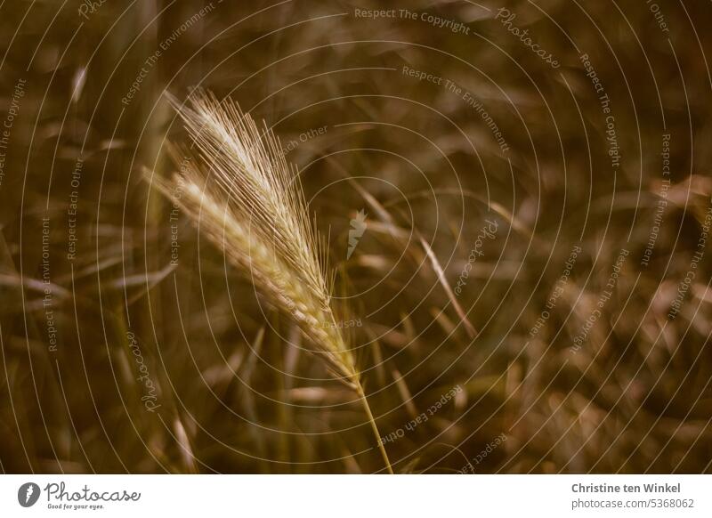 Ähren Grannen herbstlich Getreide Gräser Natur herbstliche Stimmung Unschärfe warme Farben Herbststimmung Gegenlicht naturfarben Naturfotografie