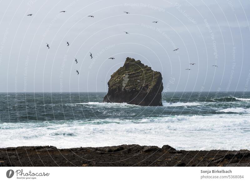 Frei wie ein Vogel - Möwen auf Reykjanes, Island isländisch Küste Felsen Meer Ocean Atlantik Küstenlinie Felsenfelsig Lava vulkanisch Insel Landschaft Natur