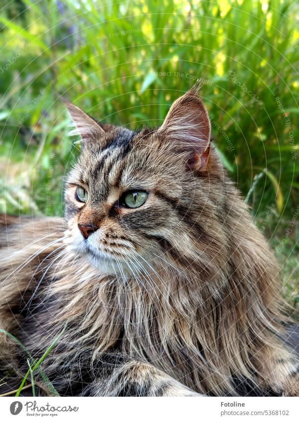 Entspannt liegt meine Katze im Garten im hohen Gras. Eigentlich bleibt sie nur drin, aber manchmal kommt sie doch mit raus. Fell Langhaarige Katze fluffig