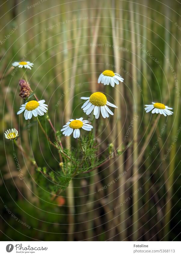 Echte Kamille blüht am Rand eines Feldes. Nach dem Foto wurde sie geerntet und getrocknet für lecker Tee. Pflanze Blume Sommer Blüte weiß grün gelb Tag