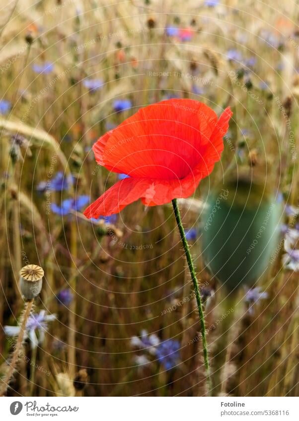 Ja, der Sommer geht zu Ende. In den nächsten Monaten werde ich die Felder mit den vielen Mohn- und Kornblumen sehr vermissen. Mohnblume Blume Pflanze