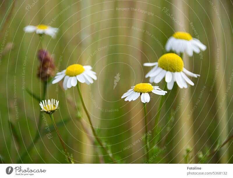 Am Wegesrand blüht frische Kamille Pflanze Blume Sommer Blüte weiß grün gelb Tag Außenaufnahme Nahaufnahme Kamillenblüten Blühend Wildpflanze Duft Heilpflanzen