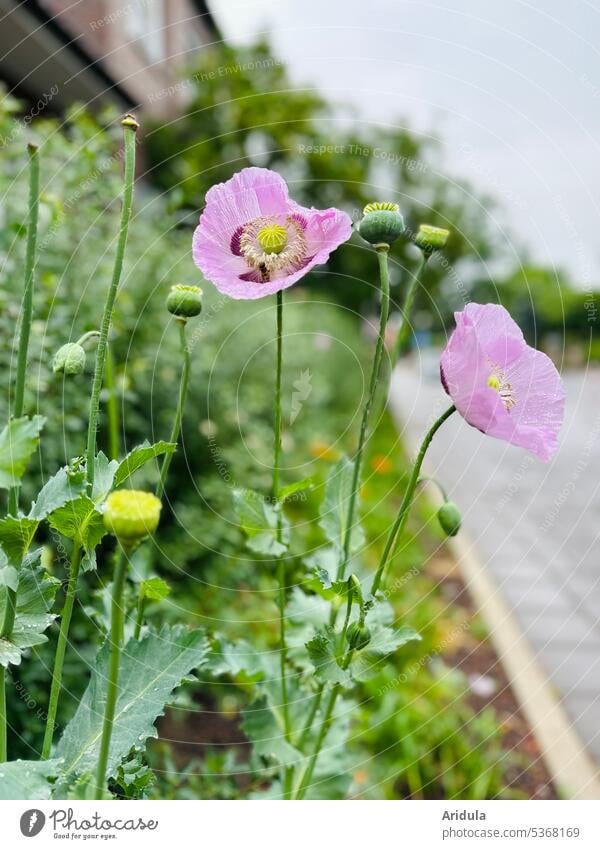 Stadtbegrünung | Lila Mohn Blume Mohnblüte lila Pflanze Sommer Blüte Natur Schwache Tiefenschärfe Beet Unschärfe Haus Marktplatz Blumenbeet Samenkapsel urban