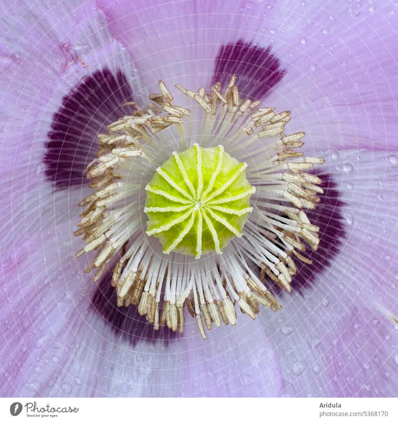 Nahaufnahme | Lila Mohn Blume Mohnblüte lila Pflanze Sommer Blüte Natur Samenkapsel Detailaufnahme gelbgrün Regentropfen Muster Struktur Blütenblätter