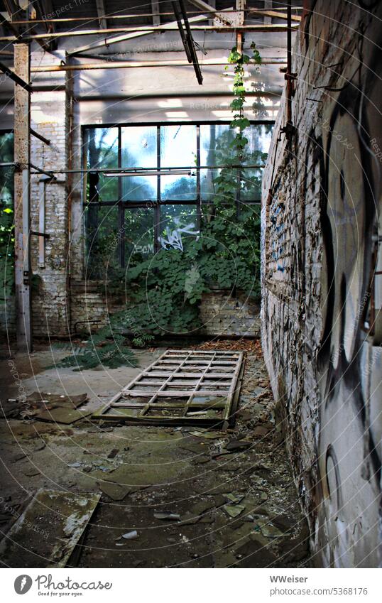 An diesem längst verlassenen Ort wächst die Natur zum Fenster rein Lost place vergessen Verfall verfallen Raum Halle Pflanzen wachsen Zeit vergehen