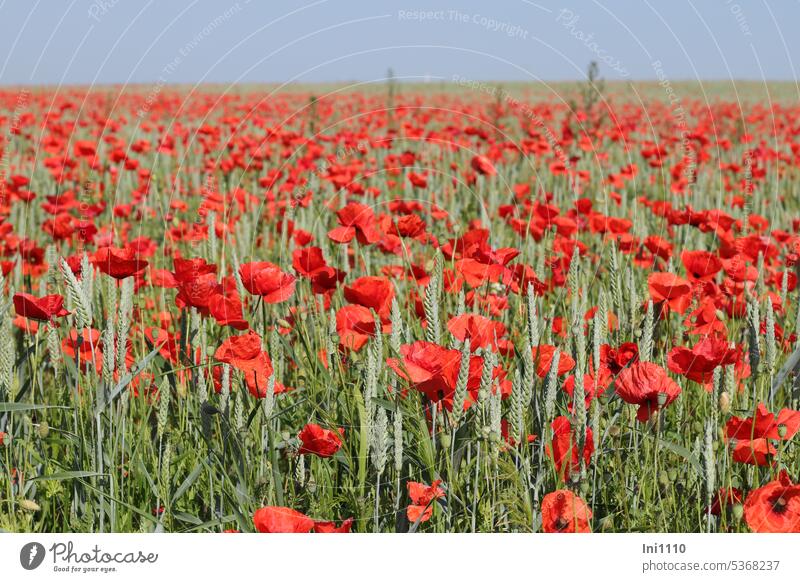 Blick übers Winterweizenfeld mit Klatschmohn Landwirtschaft Ackerbau Feld Kornfeld Pflanzen Getreide Ackerwildkraut Blumen Mohnblumen Papaver rhoeas Bienenweide