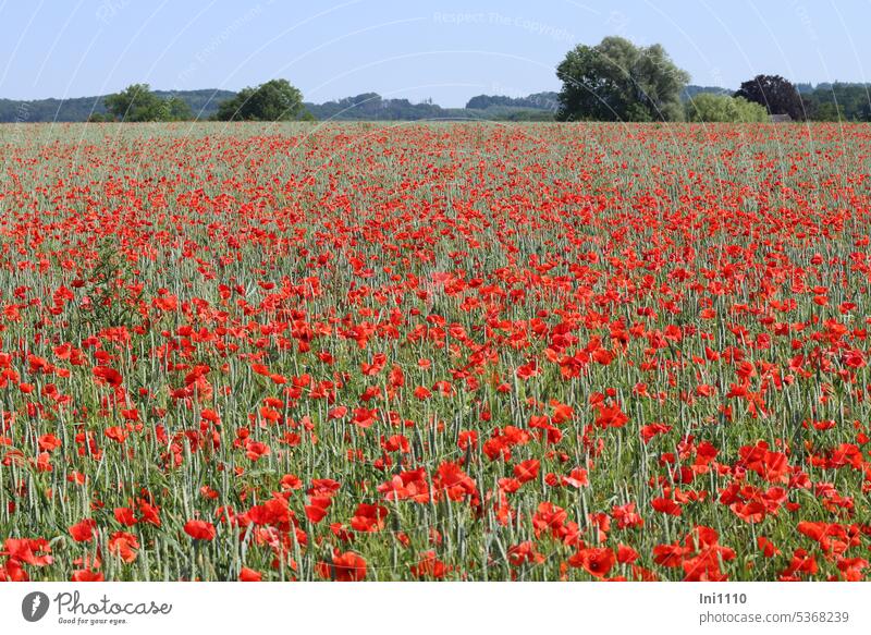 Blick übers Winterweizenfeld mit Klatschmohn Landwirtschaft Ackerbau Feld Kornfeld Pflanzen Getreide Ackerwildkraut Blumen Mohnblumen Papaver rhoeas