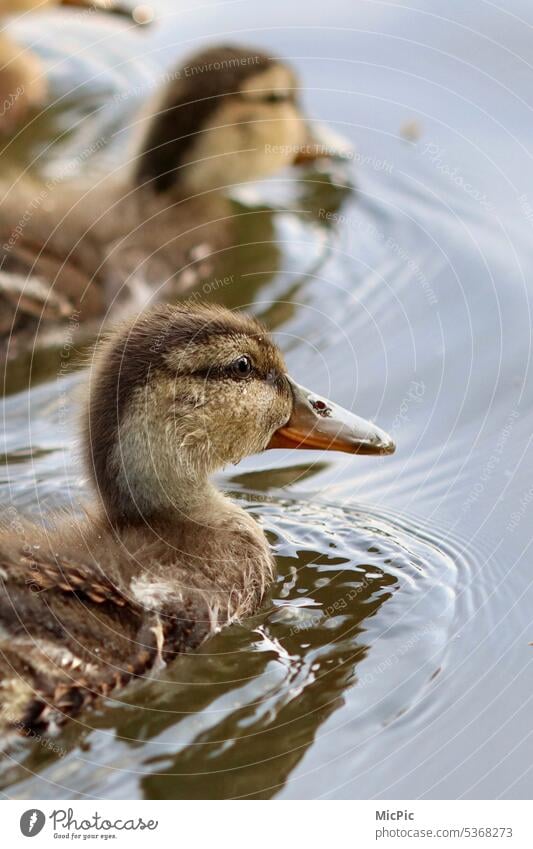 Portrait Entenküken Am See kinder Natur Tiere in der Wildnis schwimmend alle meine Entchen nah Außenaufnahme Tierwelt im Freien Vogel natürlich Wasser