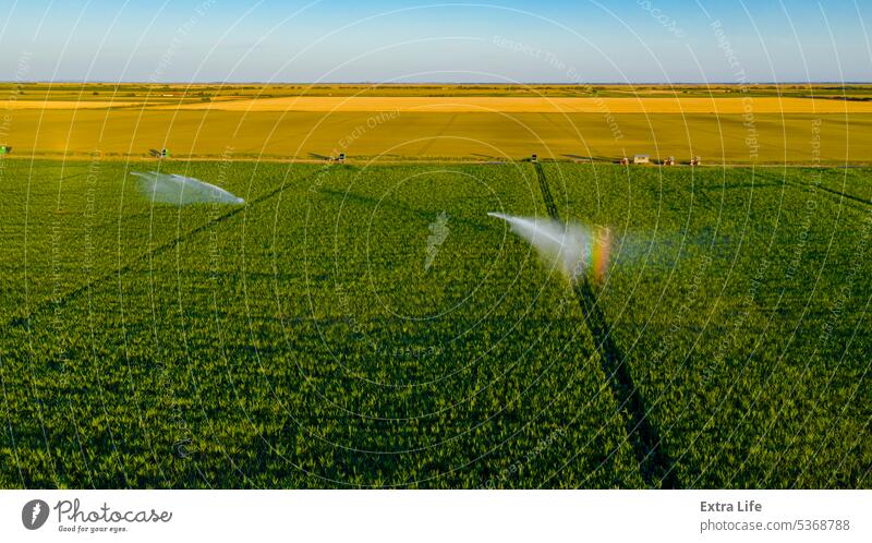 Luftaufnahme einer landwirtschaftlichen Hochdruck-Wasserberieselungsanlage, die Wasserstrahlen zur Bewässerung von Maiskulturen aussendet oben Antenne Ackerbau