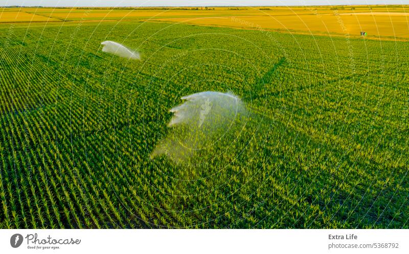 Luftaufnahme einer landwirtschaftlichen Hochdruck-Wasserberieselungsanlage, die Wasserstrahlen zur Bewässerung von Maiskulturen aussendet oben Antenne Ackerbau