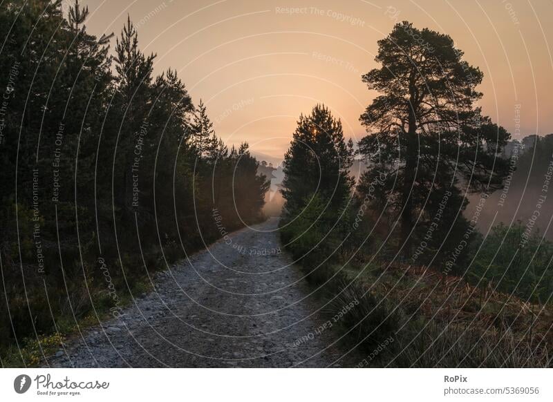 Sonnenaufgang im Genn Affric. scotland Landschaft highlands Tal Schottland Schafweide England landscape Brücke Glenn Affric Natursteinmauer Naturschutzgebiet