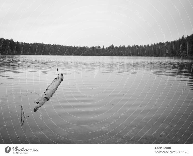 Bedeckter Tag an einem See. Im Vordergrund ein Baumstamm im Wasser. Seeufer Baumstamm im Vordergrund Baumstamm im wasser Natur Außenaufnahme Menschenleer