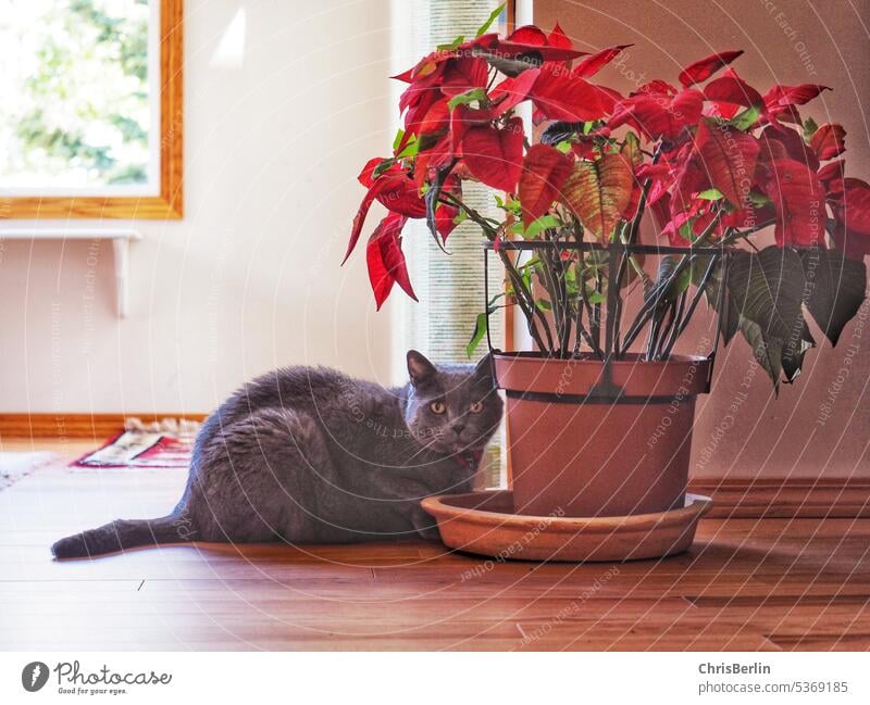 Grauer Kater mit rotem Weihnachtsstern Tier Katze Haustier Fell Hauskatze niedlich Blick beobachten Wachsamkeit Neugier Tierliebe Katzenauge Schnurrhaar