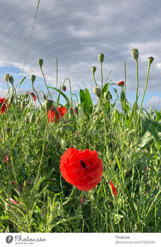 Roter Klatschmohn auf dem Feld Mohn Mohnblüte Blume Blüte Pflanze Mohnfeld Landschaft Natur Außenaufnahme Farbfoto Sommer Himmel Wolken Mohnkapsel rot grün