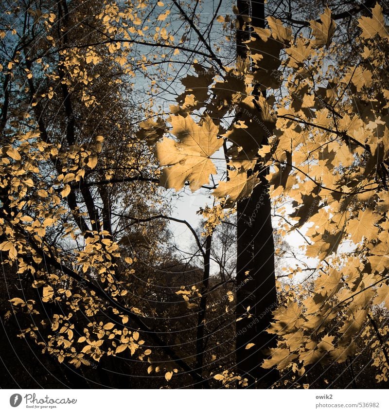 Wetterleuchten Umwelt Natur Landschaft Pflanze Wolkenloser Himmel Herbst Klima Schönes Wetter Baum Blatt Ahorn Ahornblatt Zweige u. Äste Holz Unterholz