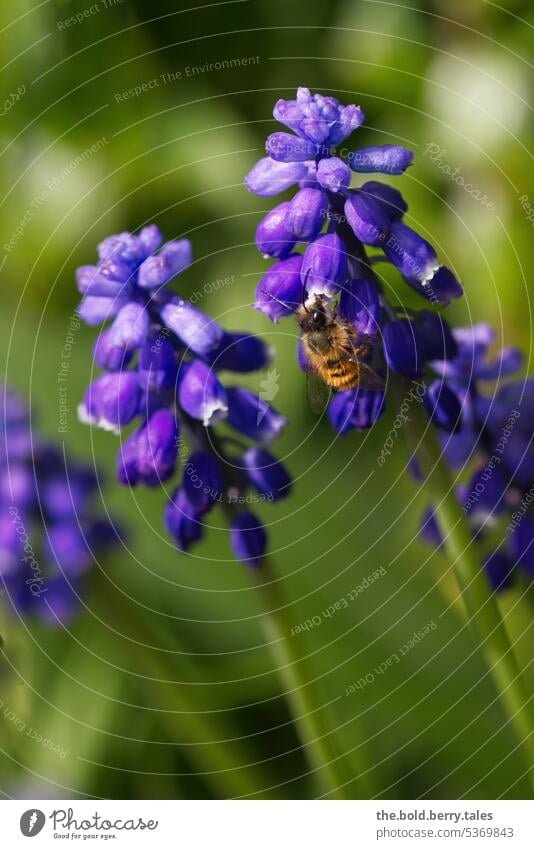 Biene nascht von Traubenhyazinthe Frühling grün lila Blumen Traubenhyazinthen Natur Blüte Pflanze Blühend Garten Farbfoto violett Außenaufnahme Unschärfe