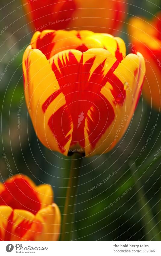 Tulpen in gelb und rot Frühling grün Blumen Blüte Pflanze Tulpenblüte Blühend Farbfoto Natur farbenfroh Außenaufnahme geringe Tiefenschärfe