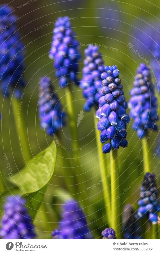 Traubenhyazinthen Frühling grün lila Blumen Blüte Pflanze Blühend Natur Garten Farbfoto violett Schwache Tiefenschärfe Außenaufnahme Unschärfe