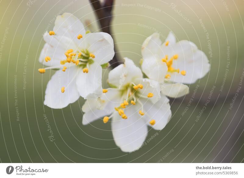 Drei weiße Kirschblüten Frühling grün Blüte Natur Blühend Pflanze Farbfoto Außenaufnahme