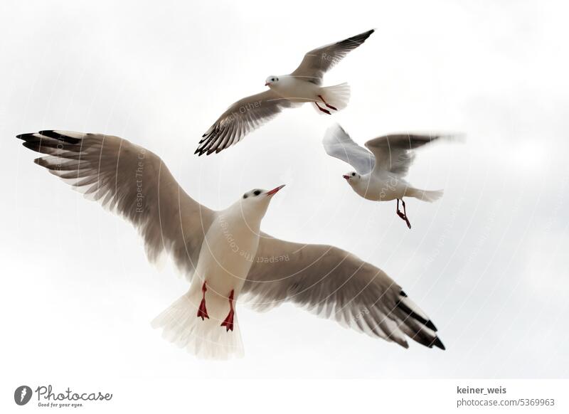 Drei Möwen fliegen hoch am hellen Himmel Möwenvögel drei 3 Vögel Tiere Wasservogel Helligkeit Natur Flügel Vogel Außenaufnahme Wildtier tierisch Gefieder