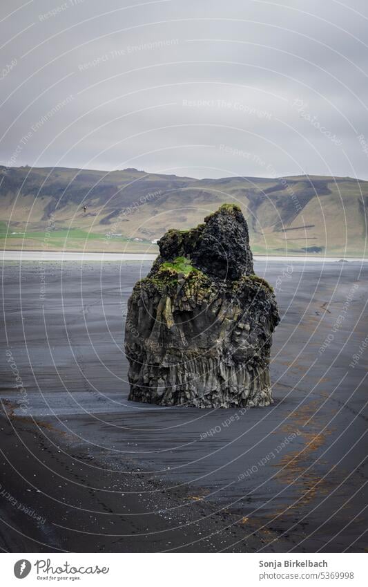 Im Hintergrund sieht man einen kleinen Papageientaucher <3 Basalt Spalte schwarzer Sandstrand Kappe dyrholaey Anziehungskraft Strand Klippen Küste Dyrholaey