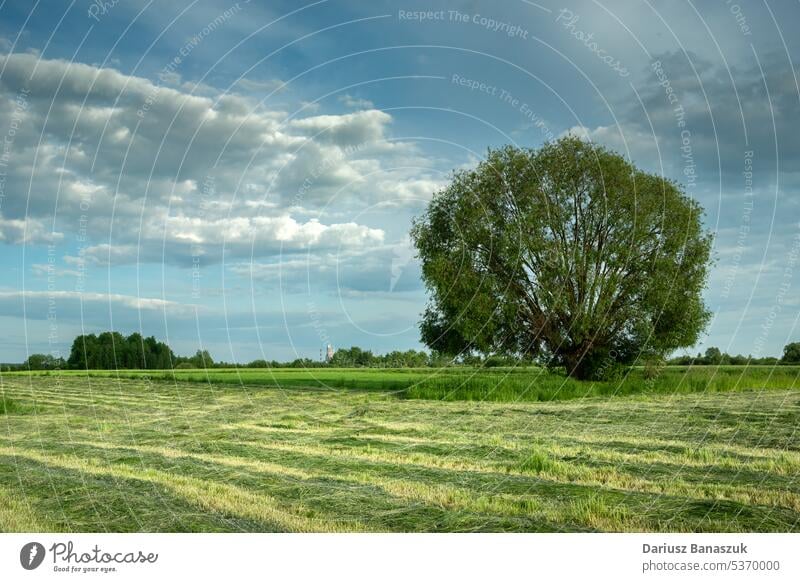 Eine gemähte Wiese und eine große Weide, Ostpolen Baum Gras Landschaft ländlich Feld im Freien Sommer grün Natur Himmel natürlich Saison Frühling malerisch