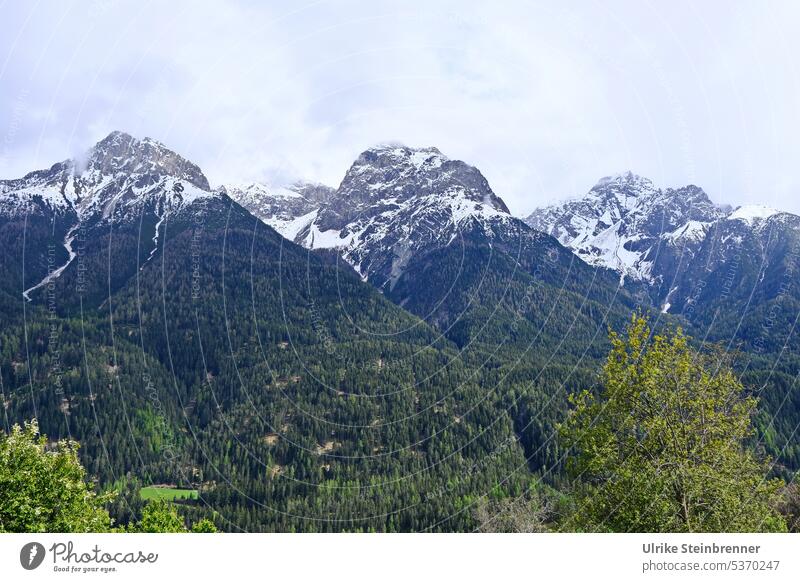 Bergpanorama im Unterengadin Engadin Scuol Berge Alpen Schweiz Schweizer Alpen Schnee Gipfel Berggipfel Wald Baumgrenze Landschaft Berge u. Gebirge Natur