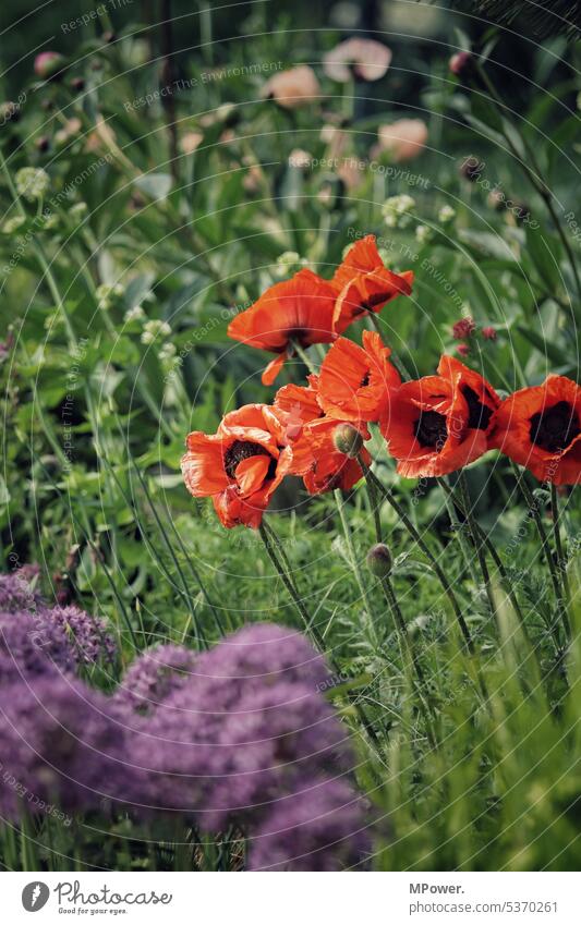 mohn Mohn Mohnblüte Blume Sommer Natur Pflanze Blüte Klatschmohn Mohnfeld Landschaft Wiese Außenaufnahme Wildpflanze mohnwiese Menschenleer