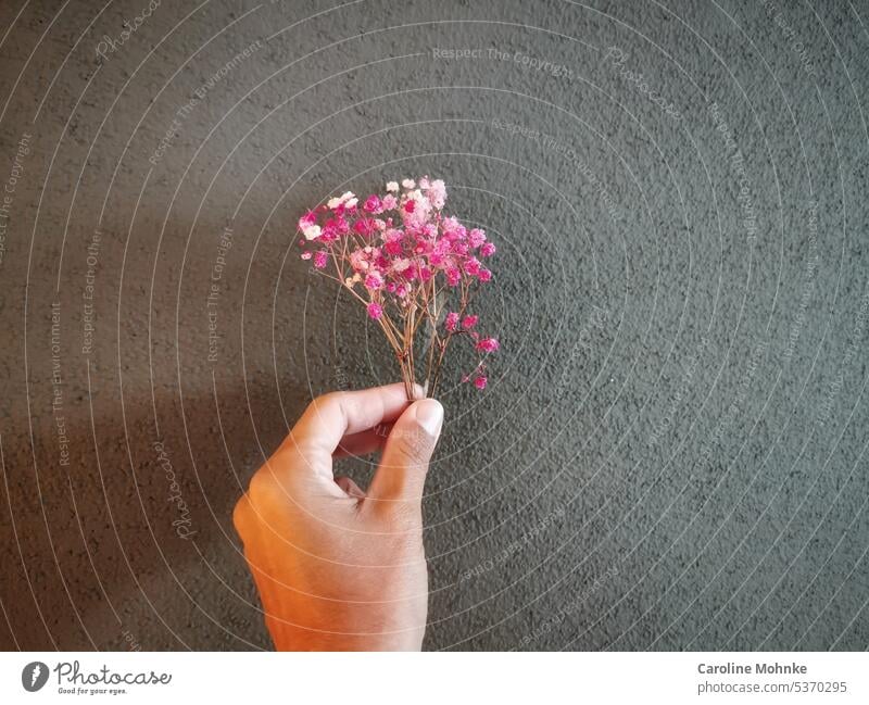 Hand mit Trockenblume Trockenblümchen Frau Wand Pflanze Blume Natur Farbfoto Blumenstrauß Innenaufnahme trocken Schwache Tiefenschärfe natürlich Vergänglichkeit