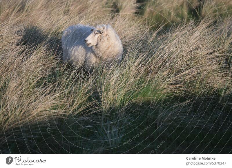 Schaf in der Frühmorgensonne im Dünengras auf Sylt Morgensonne Tier Tiere Schafe Schatten Sonne Licht Morgenlicht Natur Landschaft Außenaufnahme Menschenleer