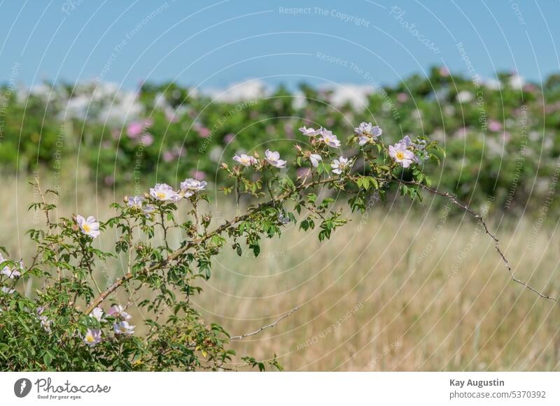 Hunds Rose in voller Blüte Sylt Rosa canina Hunds-Rose Heckenrose Heiderose Hagrose Pflanzen Hundsrosen Caninae Rosengewächse Rosaceae Pflanzenwelt