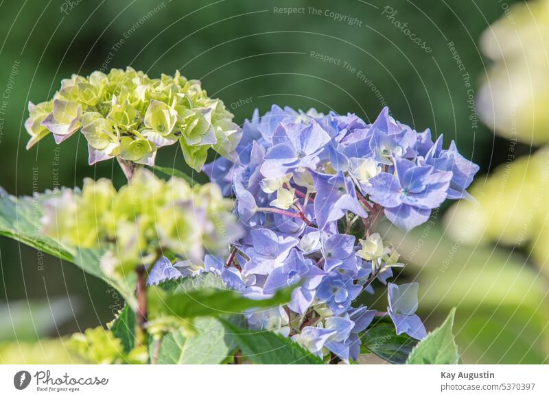 Hortensienblüte im Sommer Blume Flora Busch Hortensienpflanze Pflanzenfotografie Naturfotografie Asteraceae Hortensienstrauch Kelch Nahaufnahme Kugelhortensie