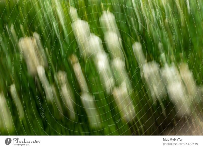 bewusste Kamerabewegung Pflanze Wildpflanze Natur Außenaufnahme Farbfoto Grünpflanze grün Baum Blatt Nahaufnahme Makroaufnahme Detailaufnahme Frühling Sommer