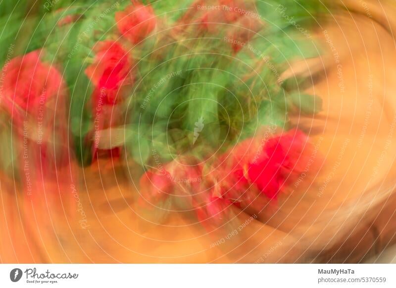 bewusste Kamerabewegung icm rot grün Roséwein Pflanze Natur Farbfoto Außenaufnahme Blatt Blüte Sommer Blume Rosenblüte abstrakt Romantik