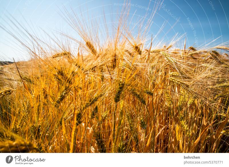 noch nen korn bitte ökologisch Idylle idyllisch Ackerbau Außenaufnahme Ernte Pflanze Nutzpflanze Umwelt Landschaft Korn Kornfeld Natur Ähren Landwirtschaft