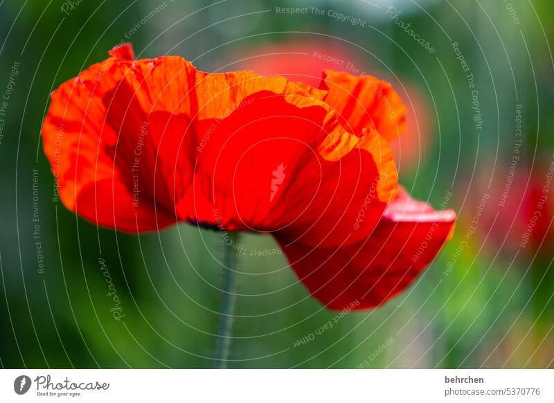 sonntagskleid wunderschön Natur Pflanze Duft Sommer Mohnblüte Garten mohnblumen blühen Blüte rot Farbfoto Außenaufnahme Blume Umwelt Wildpflanze Blütenblatt