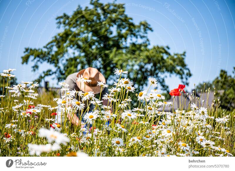 ein bisschen sommer Margarite Mohn Unschärfe Schönes Wetter Garten Sommer prächtig Blühend schön Außenaufnahme leuchtend Blume Sonnenlicht Wiese Blütenblatt