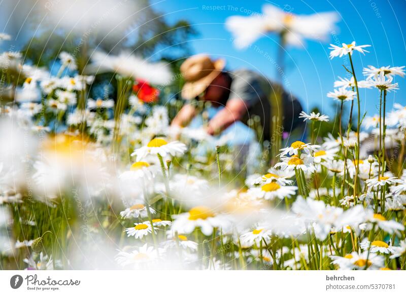 durch die blume duftend Duft Natur blühen Blüte Pflanze Mann Gärtner gärtnern sommerlich wunderschön Farbfoto Umwelt Wärme Blütenblatt Wiese Sonnenlicht Blume