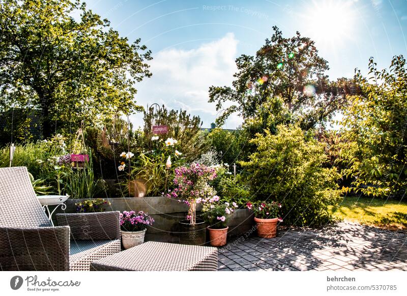 wärmendes | sommergarten Liegestuhl genießen entspannen ausruhen gemütlich schön Lieblingsplatz Bäume Sonne Sonnenstern Schönes Wetter Sommer Umwelt Terrasse