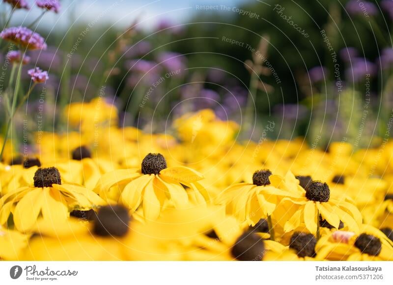 Selektiver Fokus, geringe Schärfentiefe bei Rudbeckia fulgida gelb, orangefarbenem Sonnenhut oder mehrjährigem Sonnenhut (Echinacea) Orangenhonigbaum