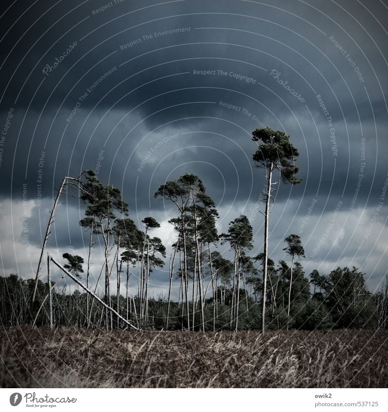 Windpark Ferne Umwelt Natur Landschaft Pflanze Wolken Gewitterwolken Horizont Herbst Klima schlechtes Wetter Unwetter Sturm Baum Sträucher Windflüchter