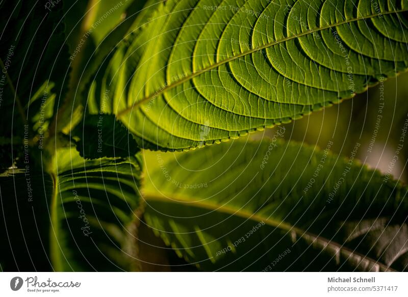 Starkes Grün Blatt grün Grünpflanze Grünpflanzen Pflanze Natur Farbfoto Außenaufnahme Menschenleer natürlich Schwache Tiefenschärfe Umwelt Detailaufnahme