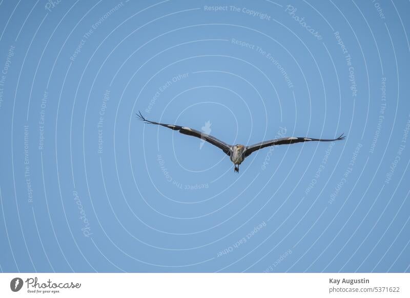 Graureiher im Flug Ardea cinerea Pelecaniformes Flugbild Insel Sylt Rantumbecken Reiher Fischreiher Vögel Aves Vogelschutzgebiet Flügelspannweite Vogelwelt