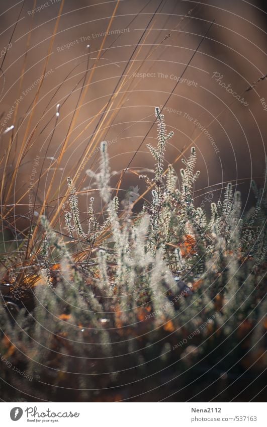 Pflanze | in Morgenlicht Umwelt Natur Erde Sommer Herbst Schönes Wetter Sträucher Wiese braun Heide Heidekrautgewächse Naturschutzgebiet zerbrechlich schön