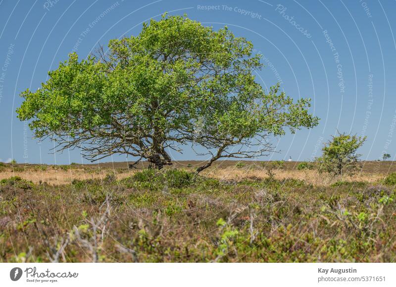 Braderuper Heide braderuper heide leuchtturm langer christian wanderweg heideflächen bäume laubbäume büsche heidelandschaft windflüchter heidepflanzen